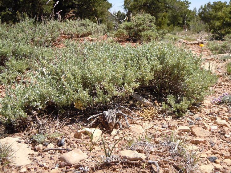 Artemisia arbuscula FileArtemisia arbuscula 004 Matt Lavinjpg Wikimedia Commons
