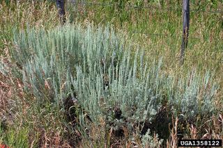 Artemisia arbuscula Artemisia arbuscula Little sagebrush Discover Life
