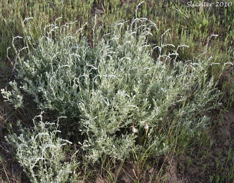 Artemisia arbuscula Little Sagebrush Low Sagebrush Artemisia arbuscula ssp arbuscula