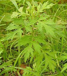 Artemisia argyi httpsuploadwikimediaorgwikipediacommonsthu