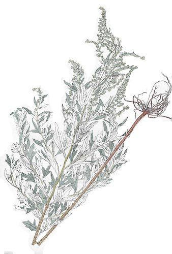 Artemisia argyi AgroAtlas Weeds Artemisia argyi Levl et Vaniot Argyi Wormwood