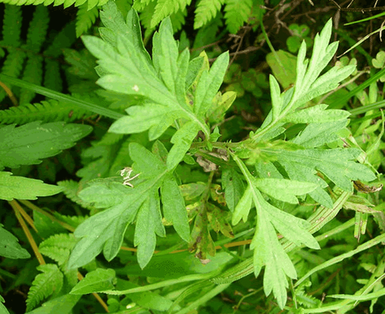 Artemisia argyi aargyi