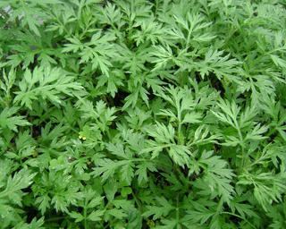 Artemisia argyi Artemisia argyi seeds Chinese wholesale plant seeds Vegetables