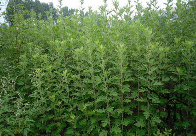 Artemisia argyi Aliexpresscom Buy Family Asteraceae Artemisia Argyi Seeds 200pcs