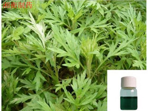 Artemisia argyi Artemisia Argyi Oil in Yichun Jiangxi China JiangXi Xiang Heng
