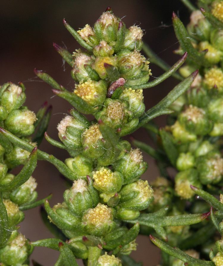 Artemisia biennis Artemisia biennis biennial wormwood Go Botany