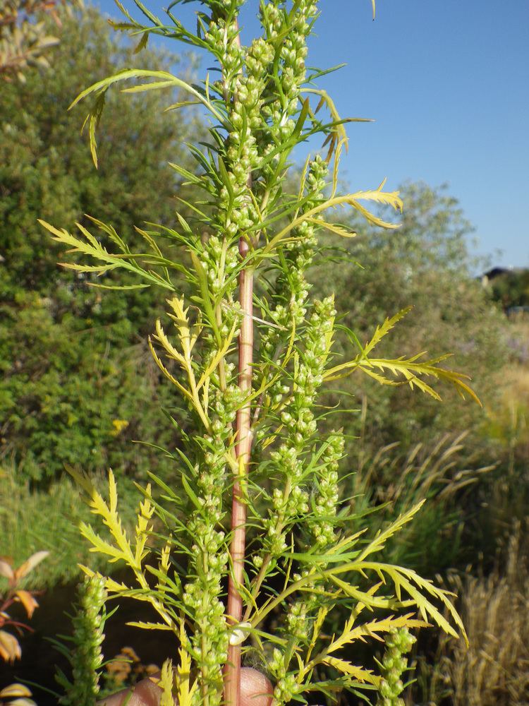Artemisia biennis FileArtemisia biennis 7997946842jpg Wikimedia Commons