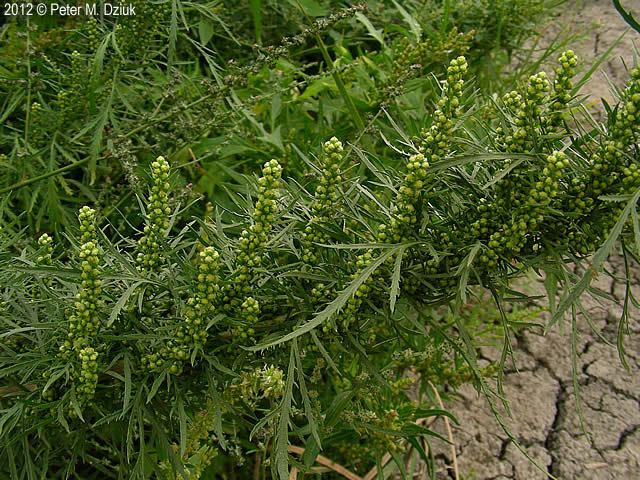 Artemisia biennis wwwminnesotawildflowersinfoudatar9ndp23qpdar