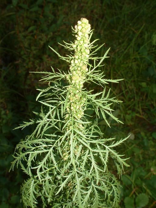 Artemisia biennis CalPhotos Artemisia biennis