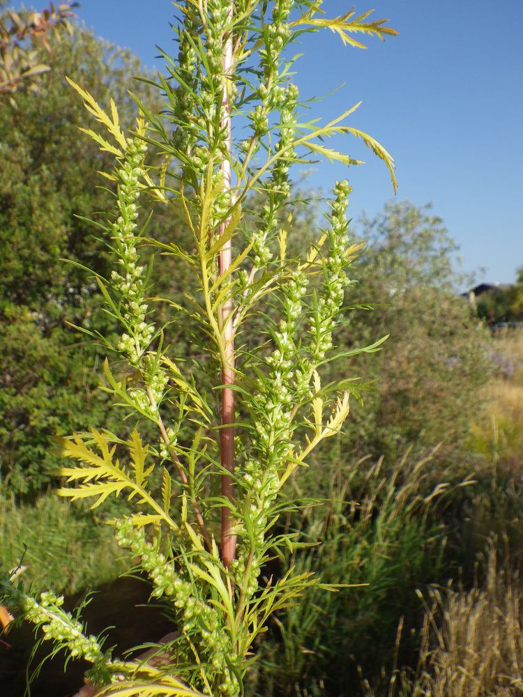 Artemisia biennis FileArtemisia biennis 7997946450jpg Wikimedia Commons