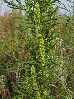 Artemisia biennis Artemisia biennis Manual of the Alien Plants of Belgium