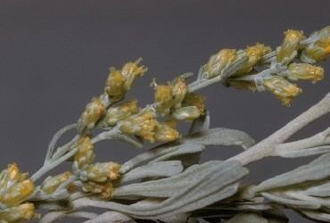 Artemisia bigelovii Artemisia bigelovii