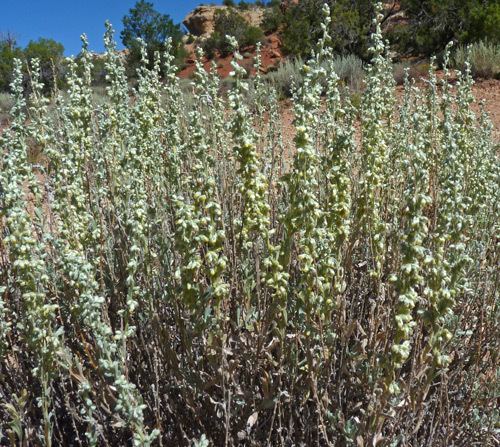 Artemisia bigelovii Southwest Colorado Wildflowers Artemisia bigelovii