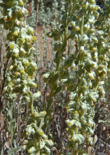 Artemisia bigelovii Southwest Colorado Wildflowers Artemisia bigelovii