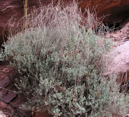 Artemisia bigelovii wwwswcoloradowildflowerscomYellow20Enlarged20