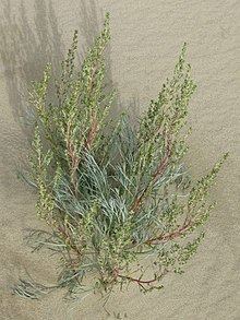 Artemisia borealis httpsuploadwikimediaorgwikipediacommonsthu