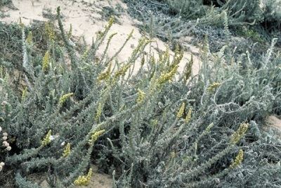 Artemisia californica Artemisia californica