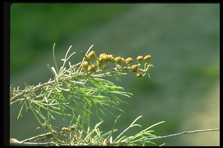 Artemisia californica CalPhotos
