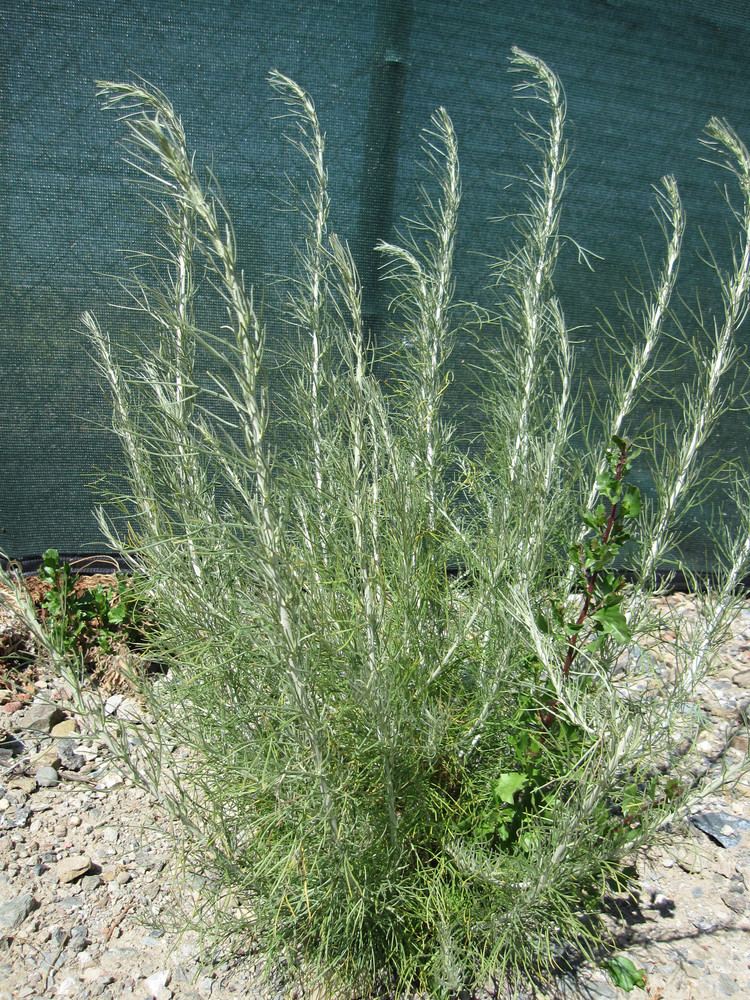Artemisia californica Artemisia californica The Watershed Nursery