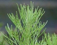 Artemisia californica httpsuploadwikimediaorgwikipediacommonsthu
