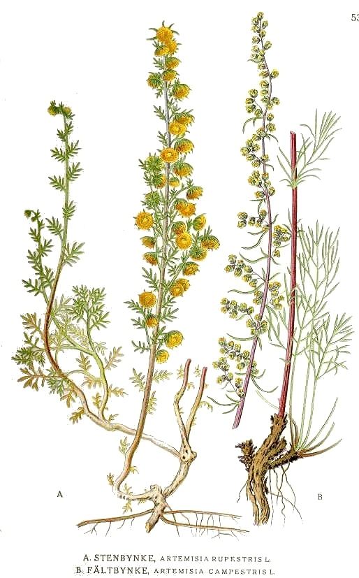Artemisia campestris Artemisia campestris Wikiwand