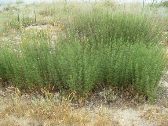 Artemisia campestris Artemisia campestris L field sagewort