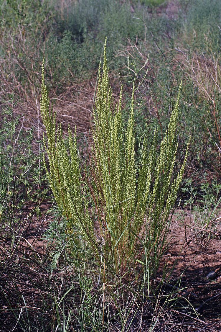 Artemisia campestris Vascular Plants of the Gila Wilderness Artemisia campestris subsp