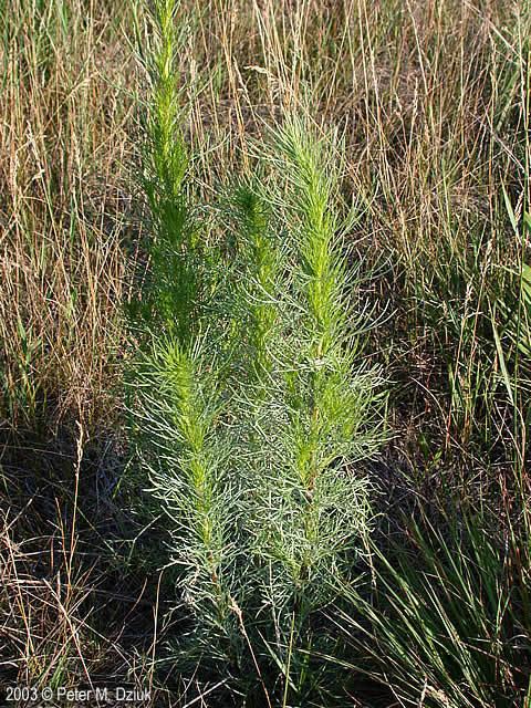 Artemisia campestris Artemisia campestris Field Sagewort Minnesota Wildflowers