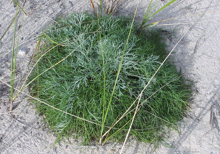 Artemisia campestris httpsnewfss3amazonawscomtaxonimages1000s1