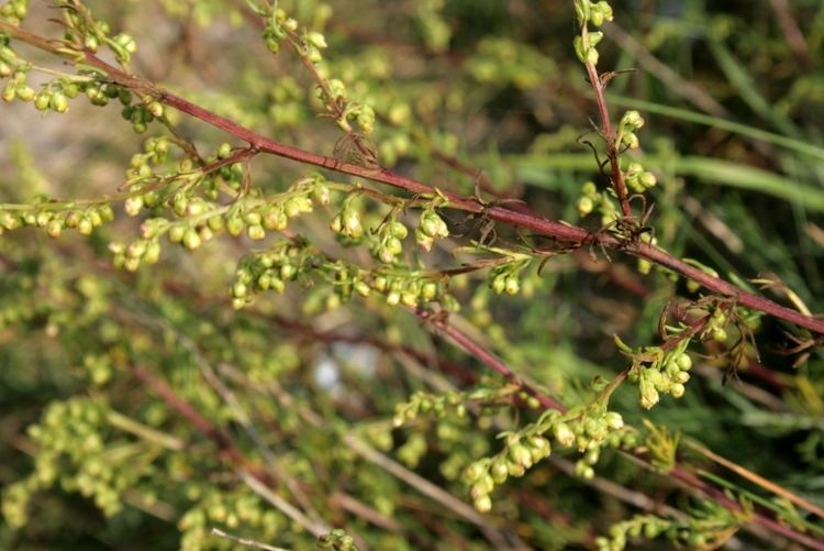 Artemisia campestris FileArtemisiacampestrisflowersJPG Wikimedia Commons