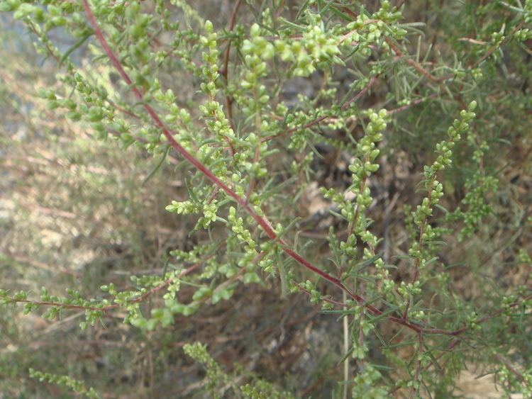 Artemisia campestris Artemisia campestris Wikipedia