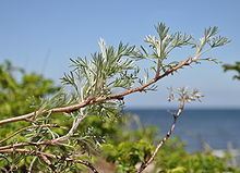 Artemisia campestris Artemisia campestris Wikipedia