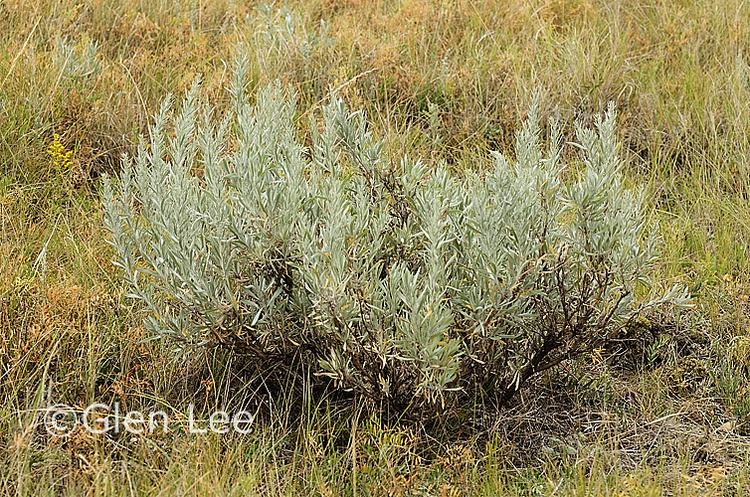 Artemisia cana Artemisia cana photos Saskatchewan Wildflowers