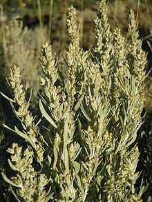 Artemisia cana httpsuploadwikimediaorgwikipediacommonsthu