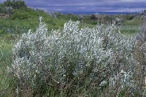 Artemisia cana Species Artemisia cana