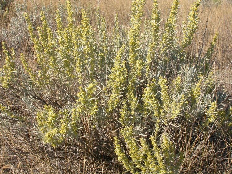 Artemisia cana FileArtemisia cana 002 Matt Lavinjpg Wikimedia Commons