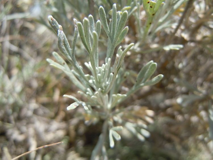 Artemisia cana FileArtemisia cana subsp viscidula 5454187028jpg Wikimedia