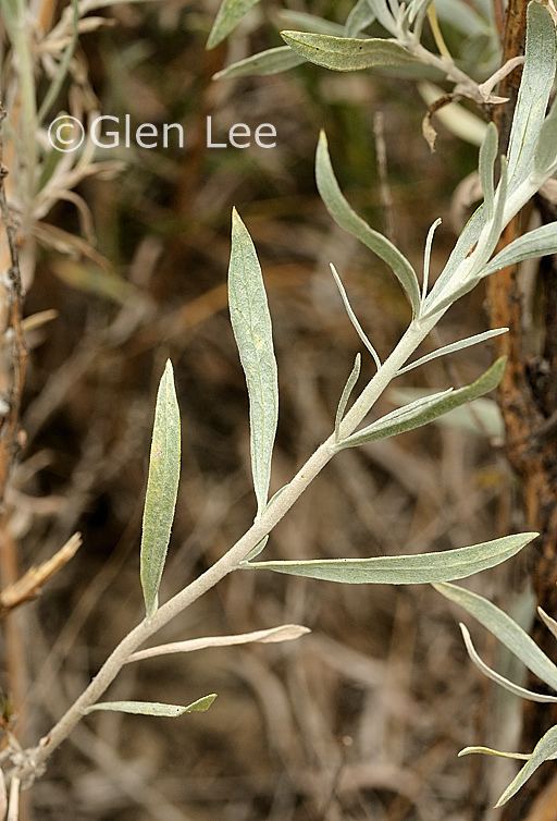 Artemisia cana Artemisia cana photos Saskatchewan Wildflowers