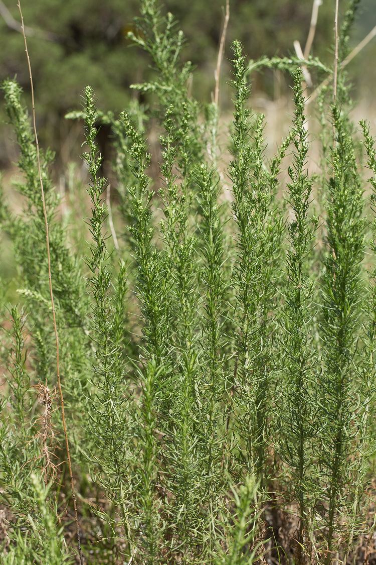 Artemisia carruthii Vascular Plants of the Gila Wilderness Artemisia carruthii