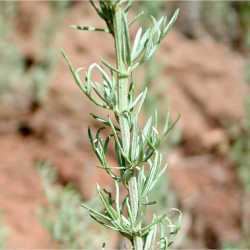 Artemisia carruthii SEINet Arizona Chapter Artemisia carruthii