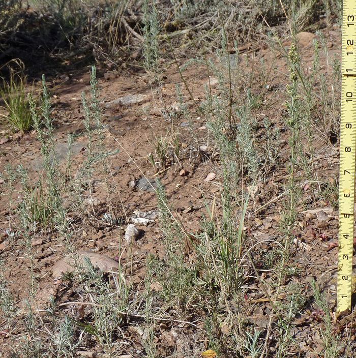 Artemisia carruthii Southwest Colorado Wildflowers Artemisia carruthii