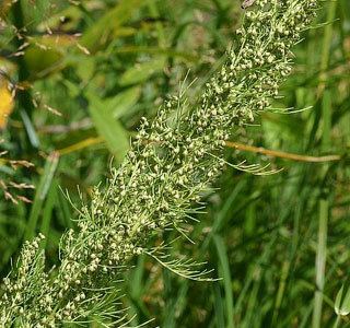 Artemisia cina Herbal Extract Company39s Artemisia Cina Supplement