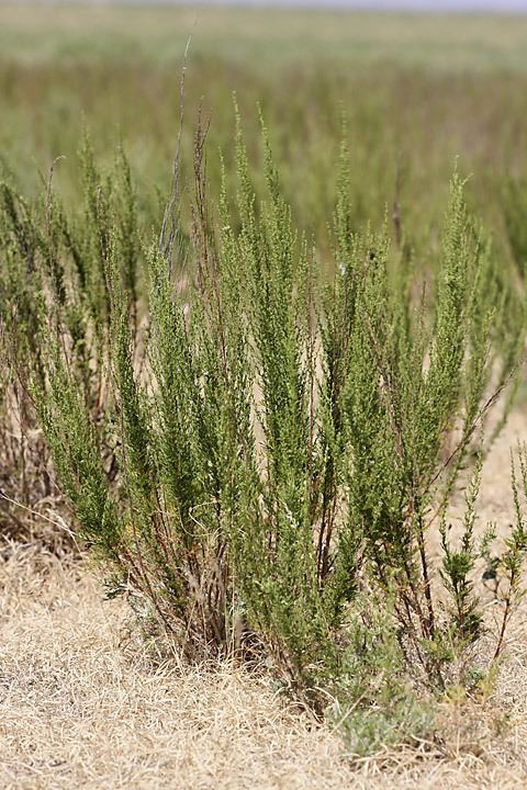 Artemisia cina Artemisia cina Asteraceae