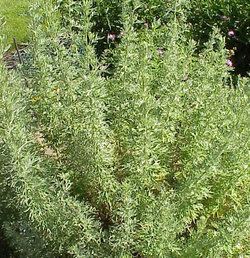 Artemisia cina Herbal Extract Company39s Artemisia Cina Supplement Uses