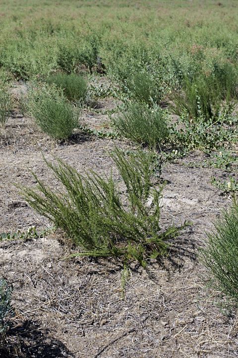 Artemisia cina Artemisia cina Asteraceae