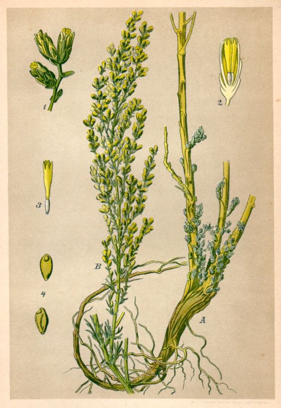 Artemisia cina 1901 Levant Wormseed Botanical Print Artemisia Cina by Craftissimo