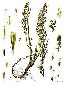 Artemisia cina httpsuploadwikimediaorgwikipediacommonsthu