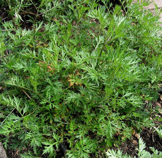 Artemisia cina Artemisia cina Wormseed Levant Santonica Western