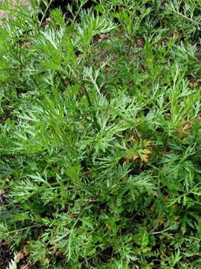 Artemisia cina Artemisia cina Health effects and herbal facts