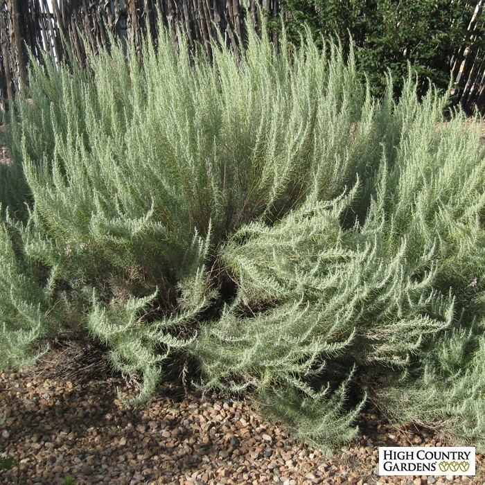 Artemisia filifolia mediahighcountrygardenscommediacatalogproduct